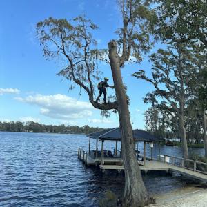 Progressive Tree Care