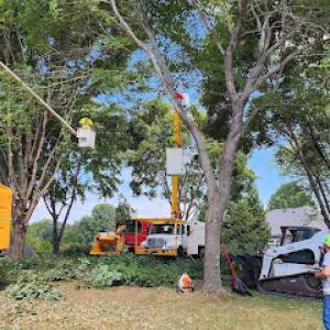 Canopy Tree Service