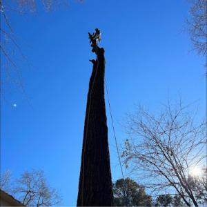 Magnolia State Arborists