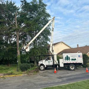 Dave's Tree & Stump Service