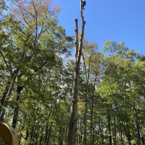 A&C Professional Tree Service