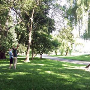 Camelot Tree & Shrub