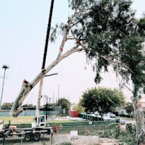Cut Rite Tree Service Fresno