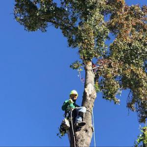 All Green Tree Service