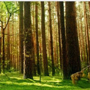 Woodpecker Stump Removal Service