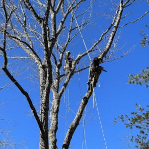 Sky High Tree Service