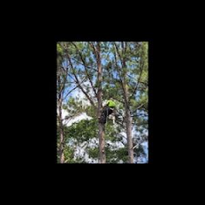 Daniel's Tree Service