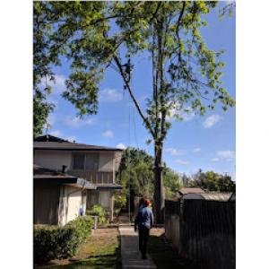 Volunteer Tree Company