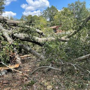 Foster's Tree Service