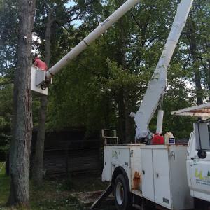 L & L Tree Service