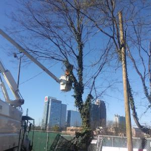 G & G Tree Service