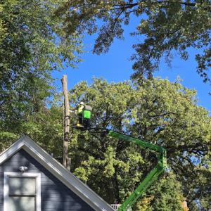 Tarzan Tree Solutions