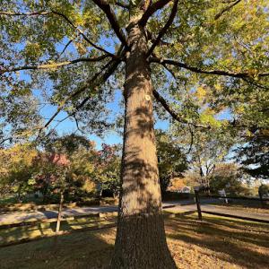 All Seasons Tree Care