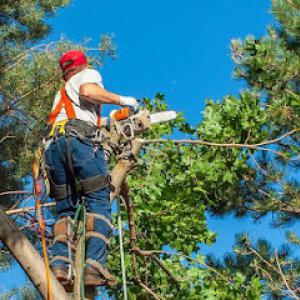 Warwick Tree Service