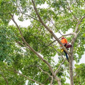 ED Professional Tree Service