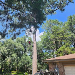 Bushwackers Tree Service