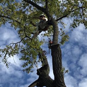 A.M.P Tree Service