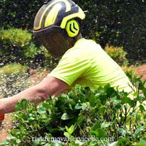Tree Removal Service