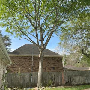 Dominguez Tree Service