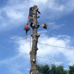 Old Tree Service