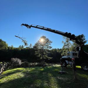 Chestnut Tree & Landscape