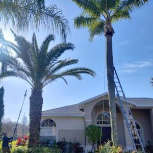 The Vine Tree Service