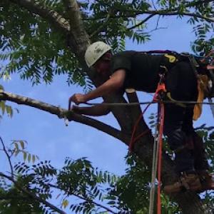 Double Tree Removal Services