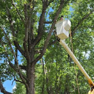 Smitty's Tree Service