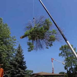 Norwalk Tree Service