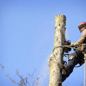 Florence Tree Service
