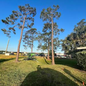 Monkey Business Tree Care Specialist - Davenport