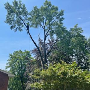 Top Notch Tree Removal & Trim