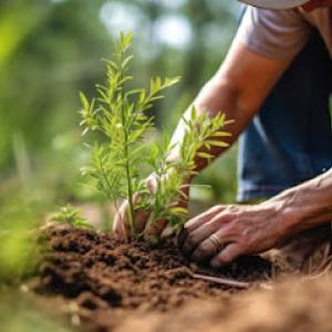 Green Tree Service West Sacramento