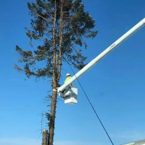 Toth Tree Services
