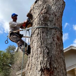 Benito Tree Service