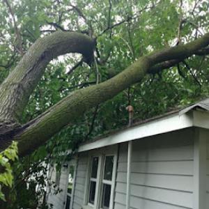 Gray's Total Tree Service