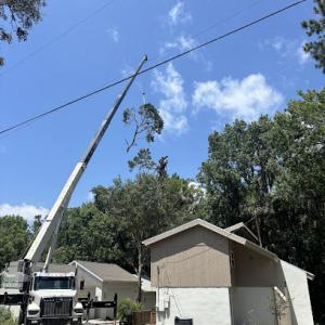 All American Tree Specialist