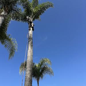 San Joaquin Tree Service