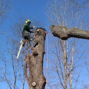 Scarpone Tree Service