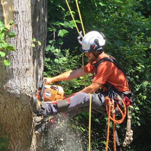 ArbSmart Total Tree Care