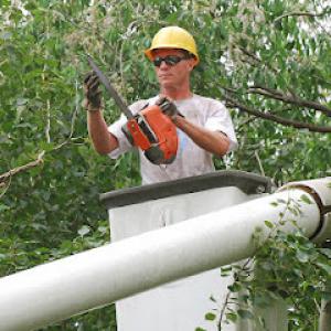 Tree Service & Tree Removal Avalos