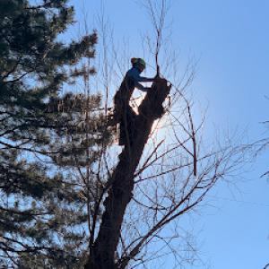 Art Tree Service