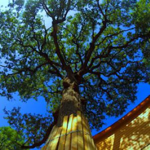 Austin Tree Surgeons