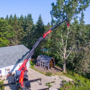 Rick's Tree & Stump Removal