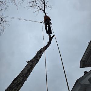 Deep Roots Tree Care