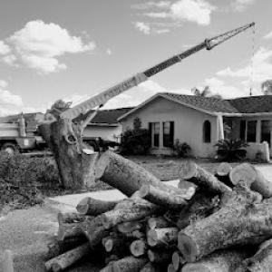 Veteran Tree Service