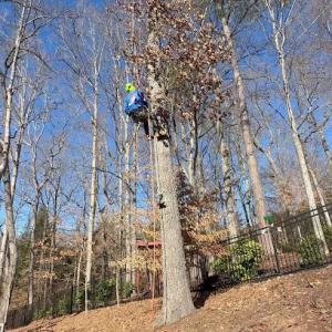 Gio's tree care