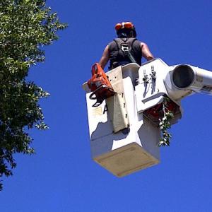 Heartwood West Tree Service