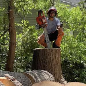 Prata’s Tree service