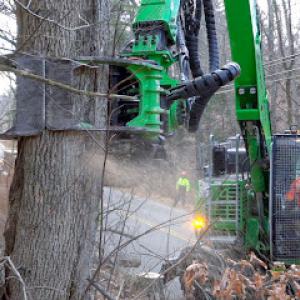Distinctive Tree Care